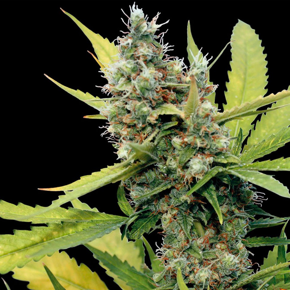 Семена  Honey B feminised Ganja Seeds