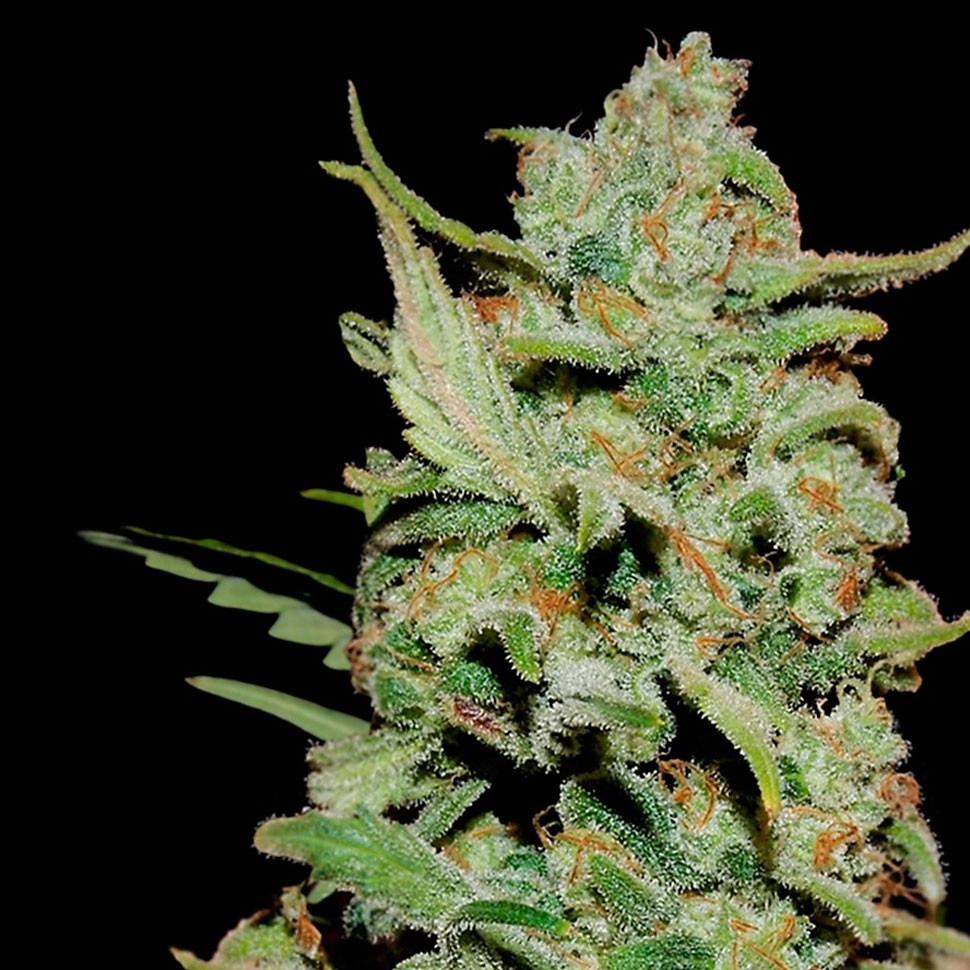 сорт конопли Honey B feminised Ganja Seeds