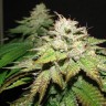 Deep Sleep feminised Ganja Seeds