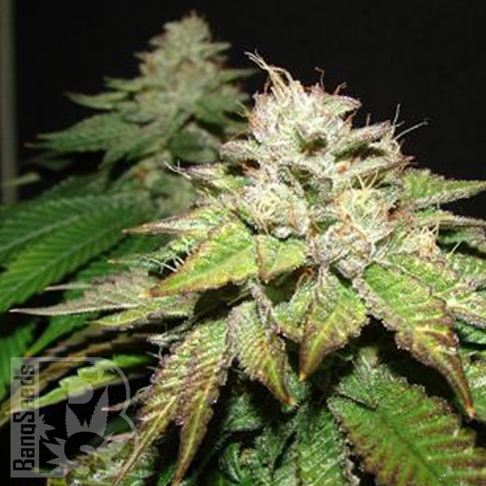 Deep Sleep feminised Ganja Seeds