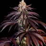 Deep Sleep feminised Ganja Seeds