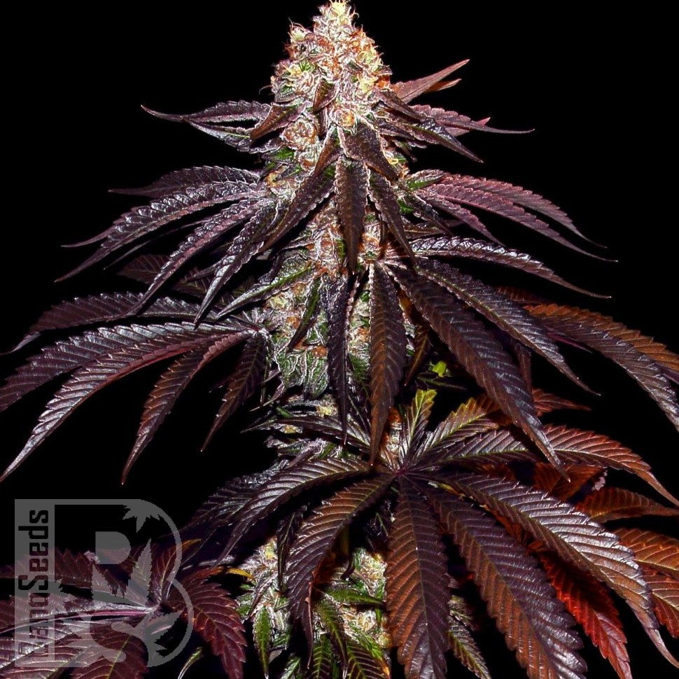 Deep Sleep feminised Ganja Seeds