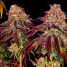 Семена конопли  Auto Mimosa feminised Ganja Seeds