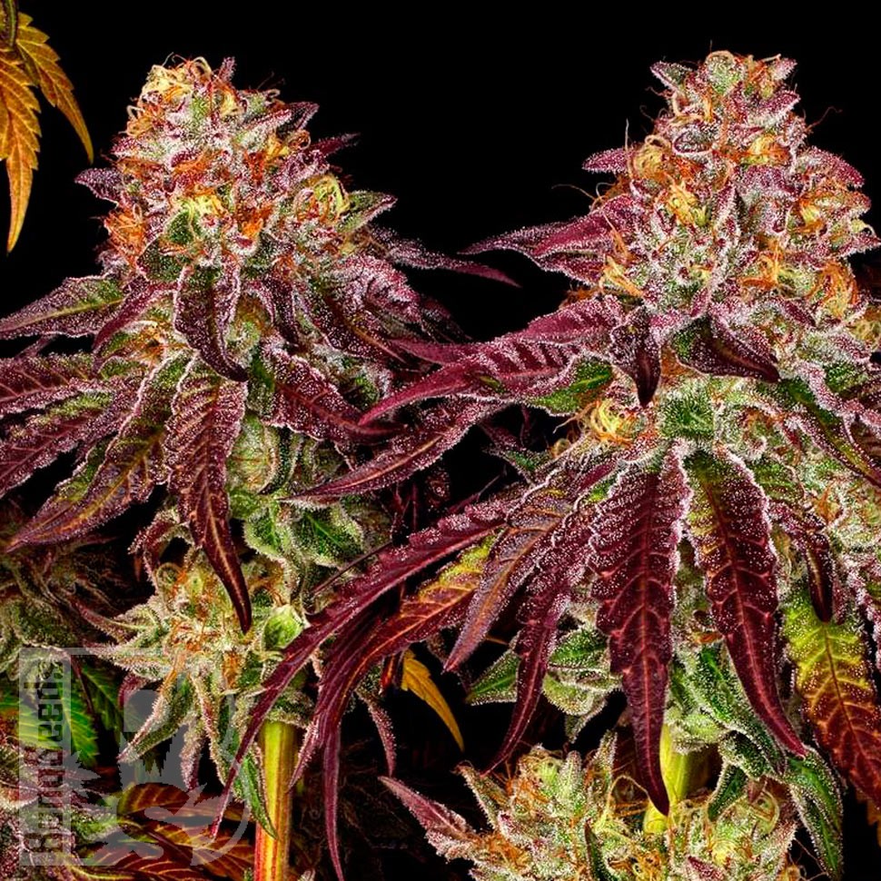 Семена конопли  Auto Mimosa feminised Ganja Seeds