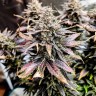 Семена конопли  Auto Mimosa feminised Ganja Seeds