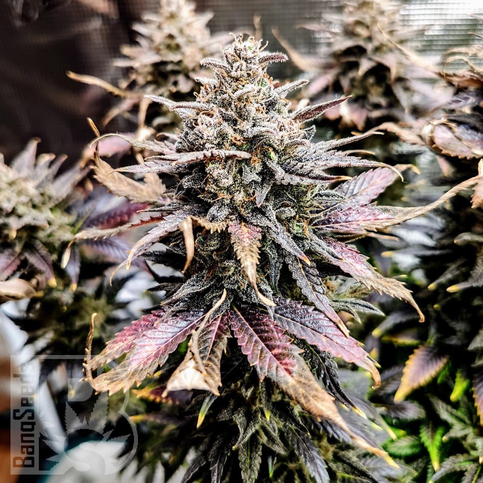 Семена конопли  Auto Mimosa feminised Ganja Seeds