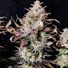 Семена конопли  Auto Mimosa feminised Ganja Seeds