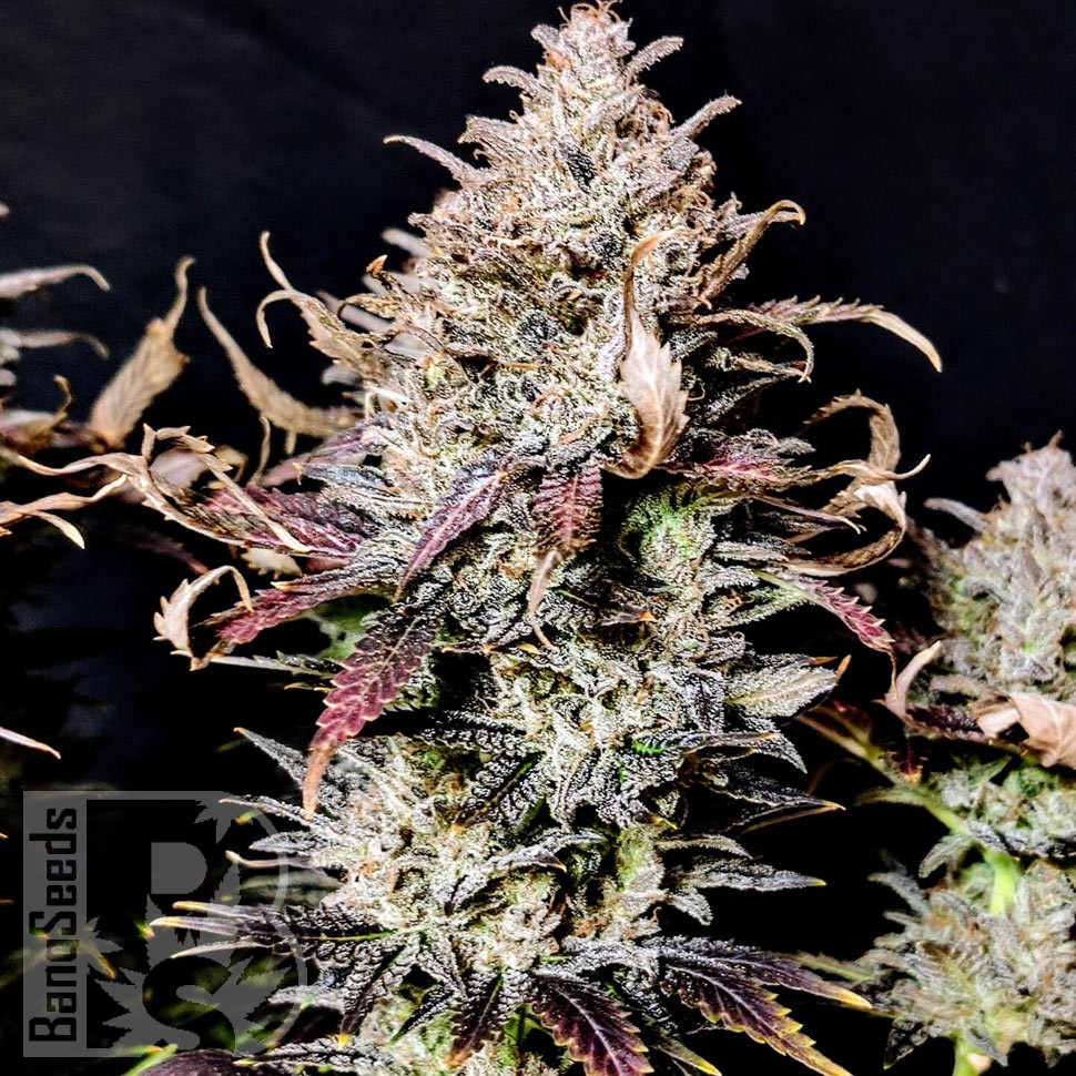 Семена конопли  Auto Mimosa feminised Ganja Seeds