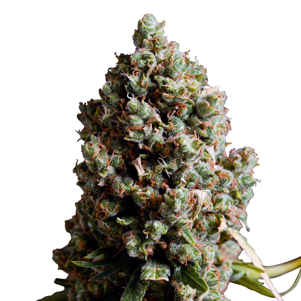 Семена марихуаны  Auto Caiera feminised GanjaVIP Seeds