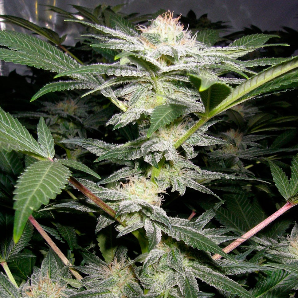 Семена марихуаны  Auto Caiera feminised GanjaVIP Seeds