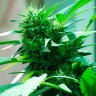 семена конопли Nibiru feminised Ganja Seeds