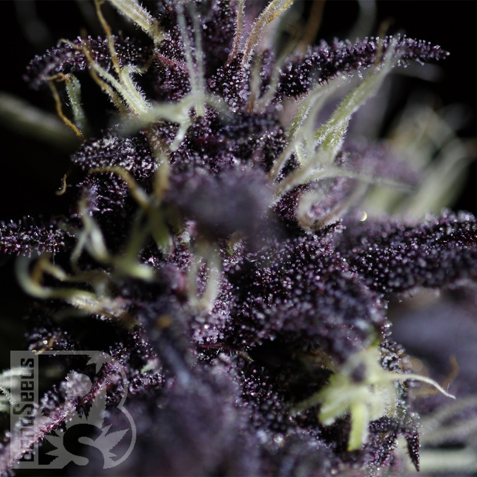 Семена конопли  Auto Dark Purple feminised Ganja Seeds