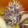 Семки Auto Dark Purple feminised Ganja Seeds