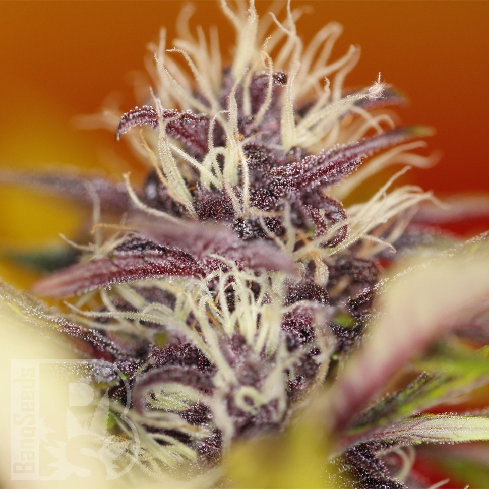 Семки Auto Dark Purple feminised Ganja Seeds