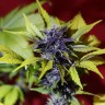 Купить семена Auto Dark Purple feminised Ganja Seeds