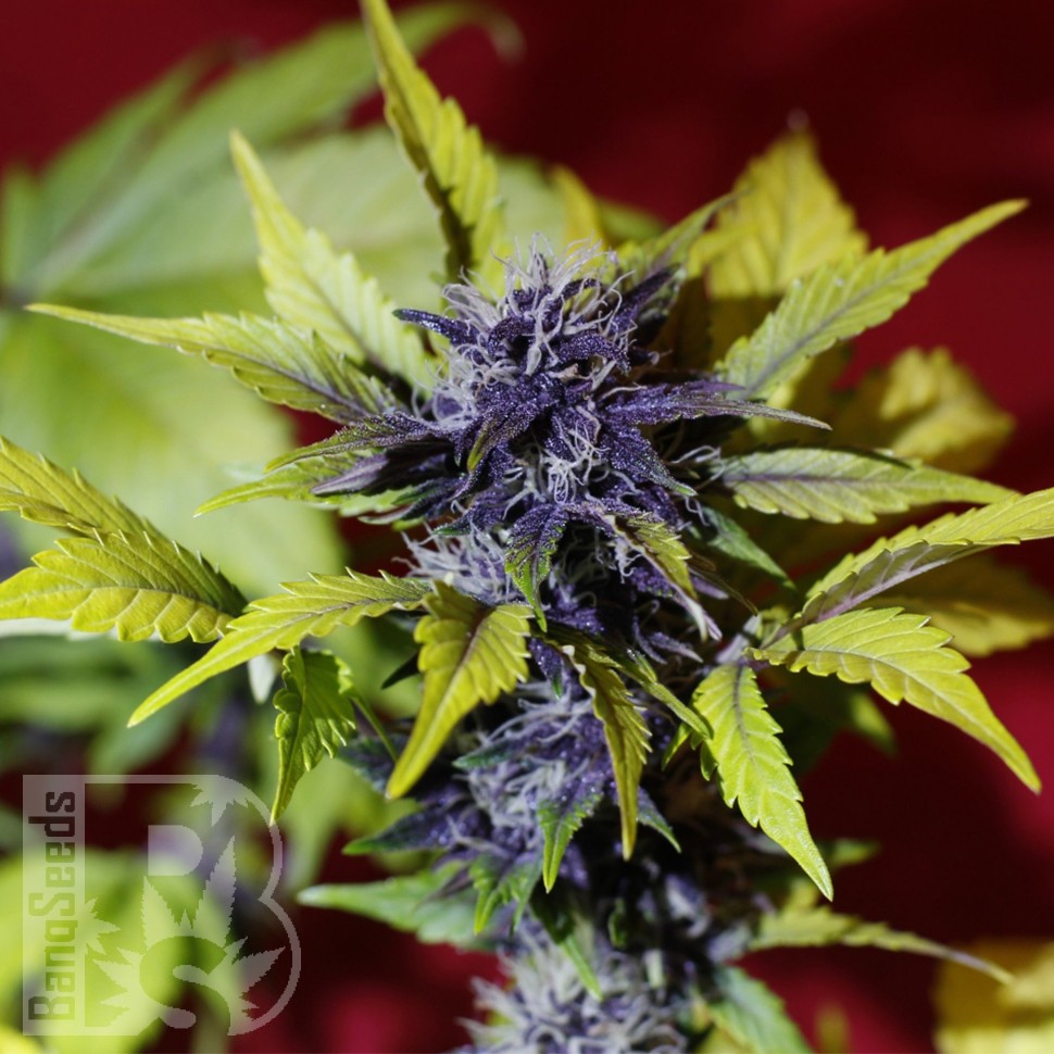 Купить семена Auto Dark Purple feminised Ganja Seeds