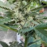 Deimos feminised Ganja Seeds