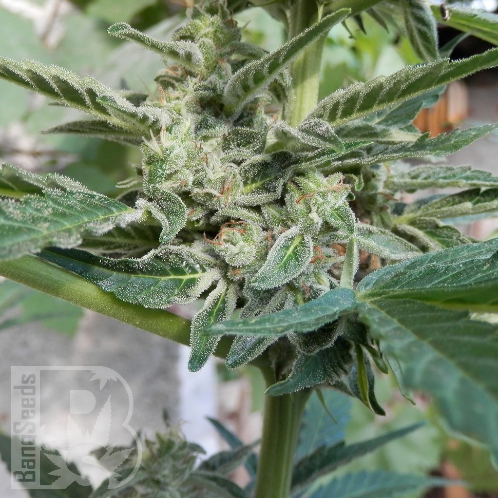 Deimos feminised Ganja Seeds