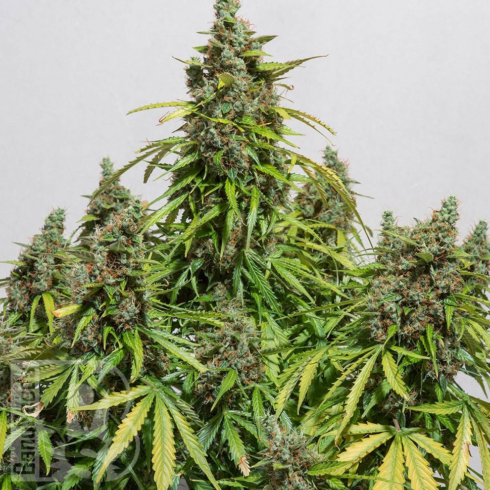 Deimos feminised Ganja Seeds