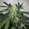 Deimos feminised Ganja Seeds