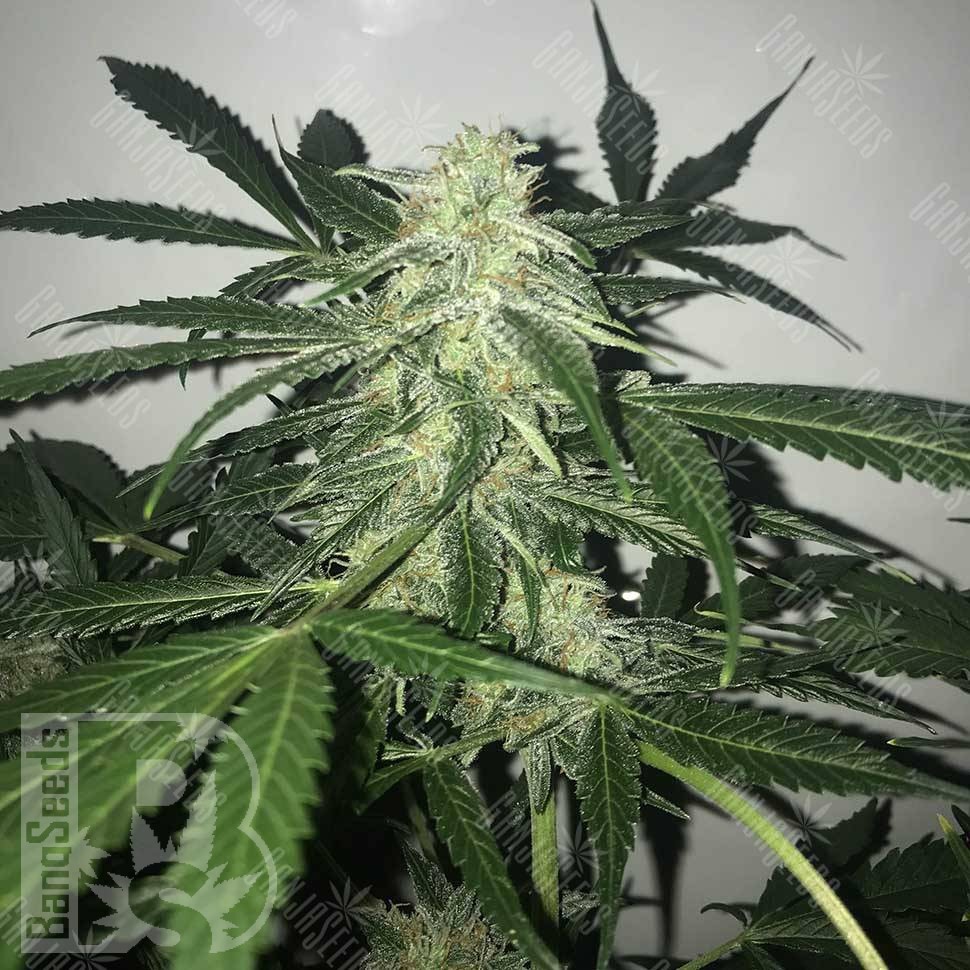 Deimos feminised Ganja Seeds