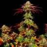 Семена  Auto Mintz feminised Ganja Seeds