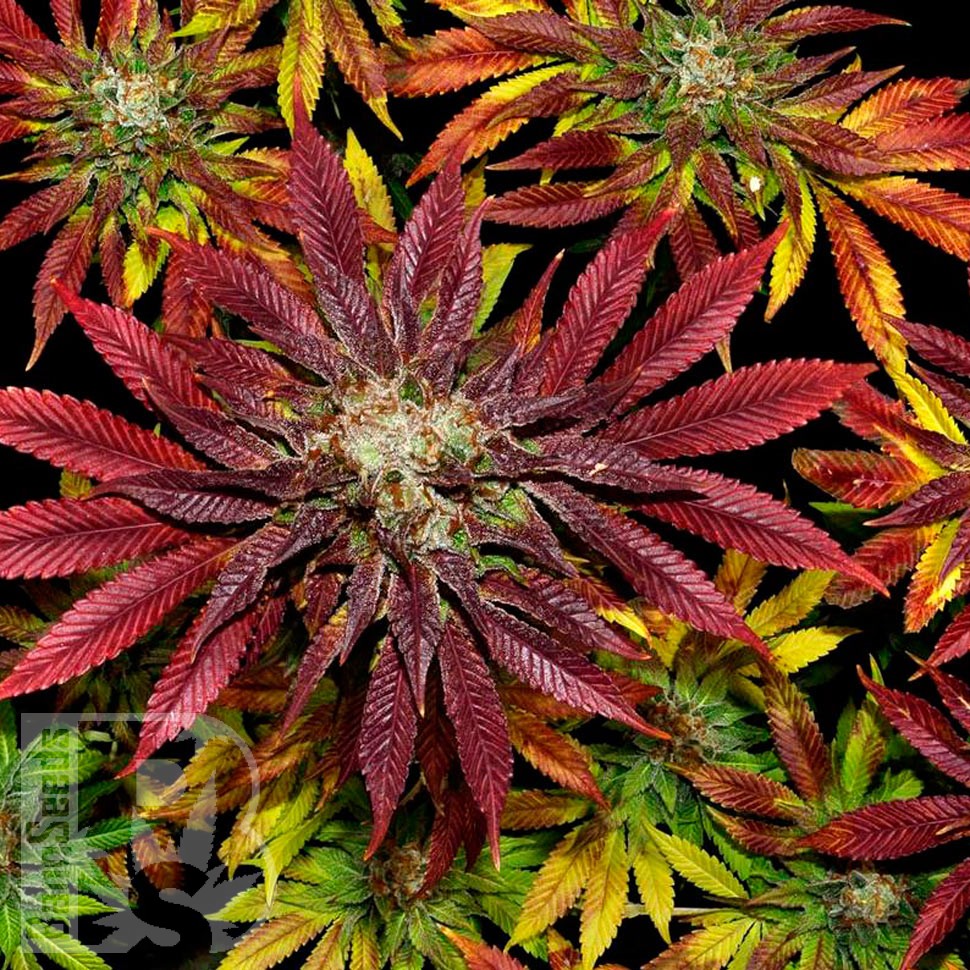 Семена  Auto Mintz feminised Ganja Seeds