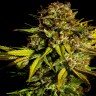 Семена  Auto Mintz feminised Ganja Seeds