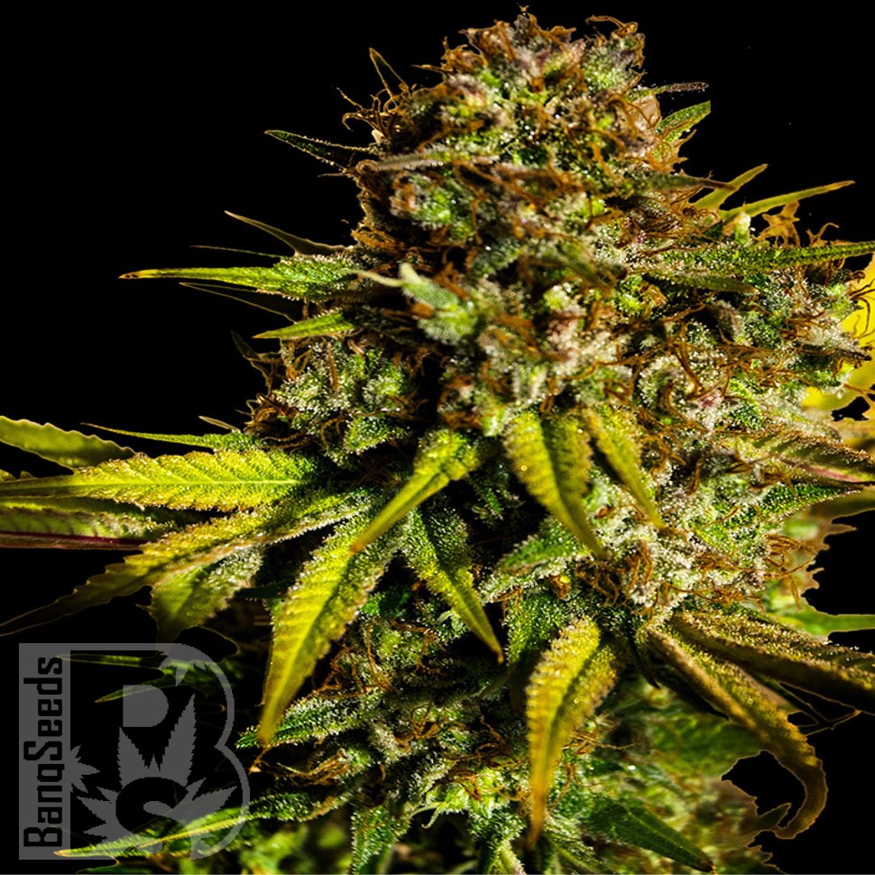 Семена  Auto Mintz feminised Ganja Seeds