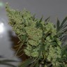 Семена  Brainstorm regular Ganja Seeds