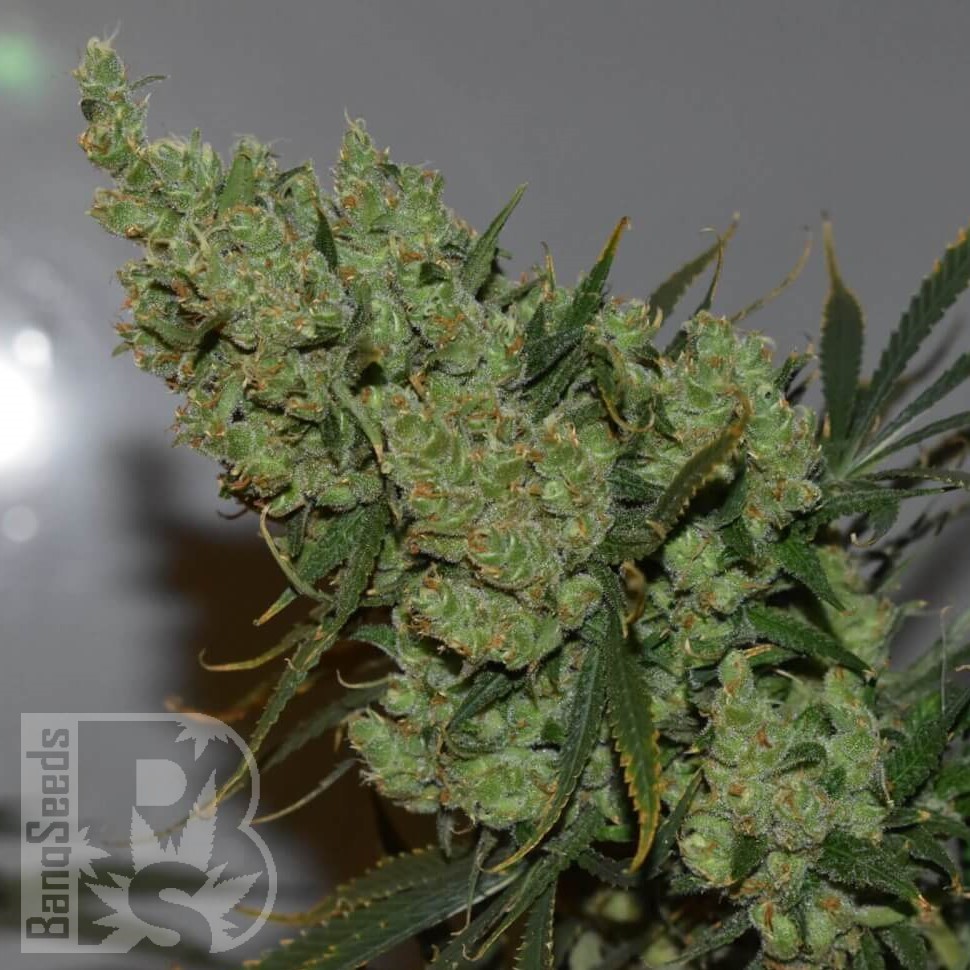 Семена  Brainstorm regular Ganja Seeds