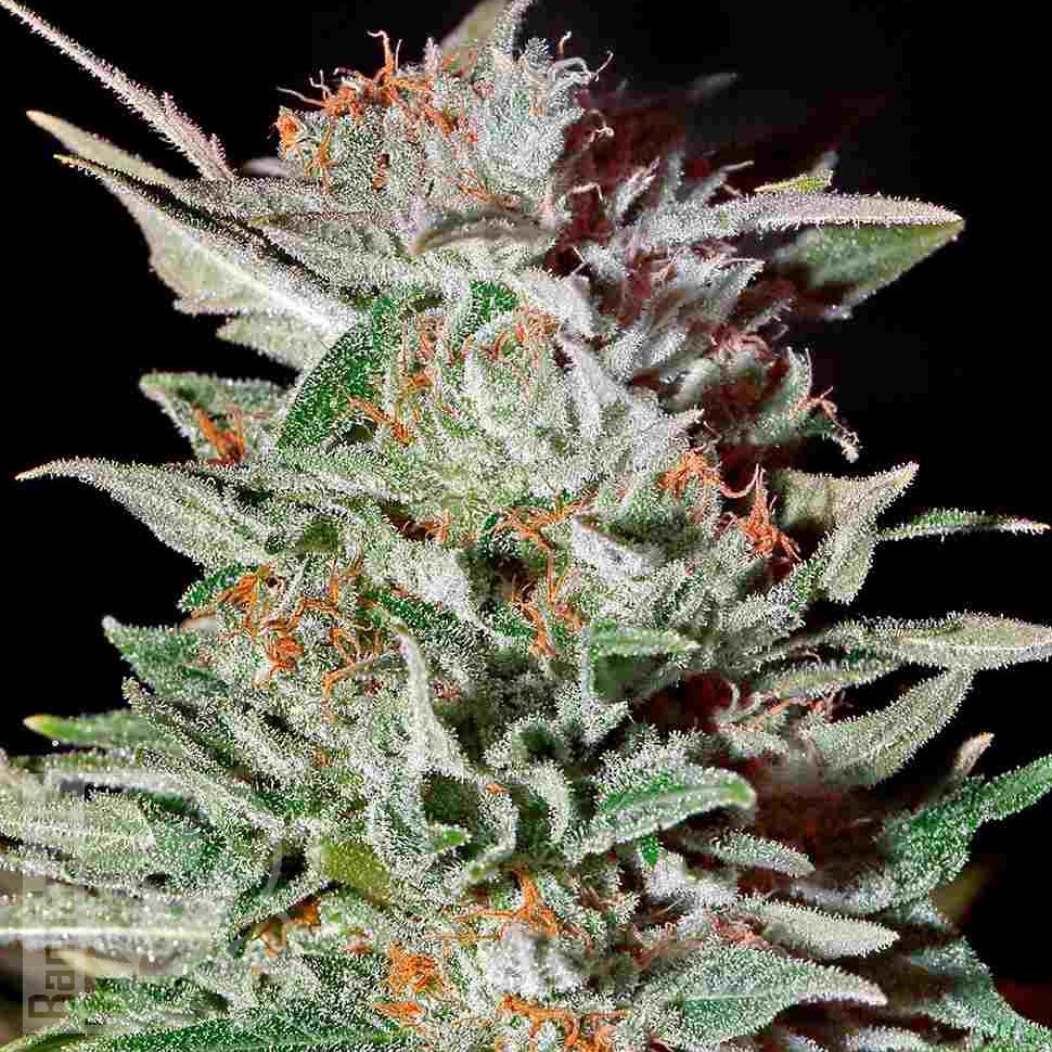 Семена  Brainstorm regular Ganja Seeds