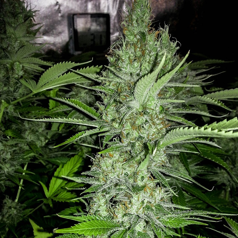 Семена марихуаны  Auto Amnesia feminised Neuro Seeds