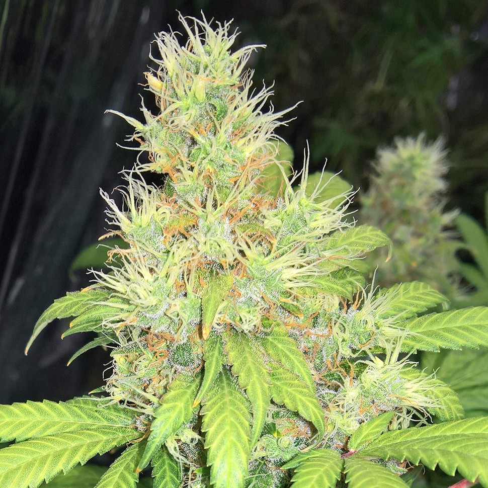 Семена  Baursaki feminised Bang Seeds