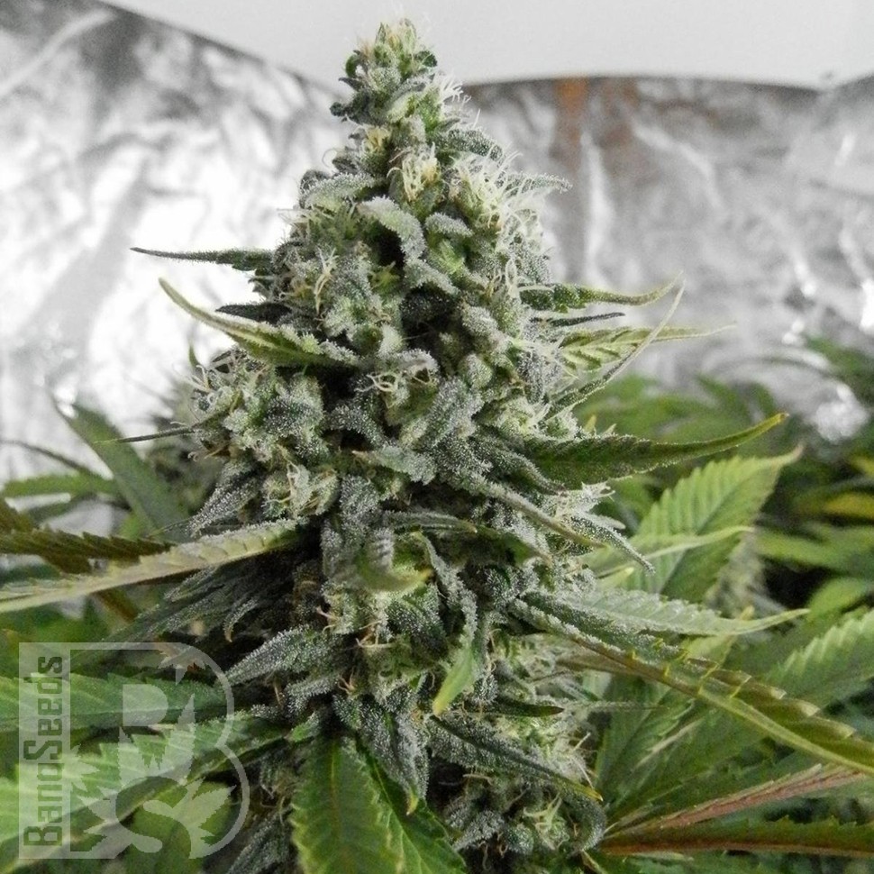 Семена конопли  Auto Deimos feminised Ganja Seeds