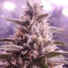 Diesel Strong feminised Ganja Seeds