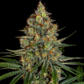 Diesel Strong feminised Ganja Seeds