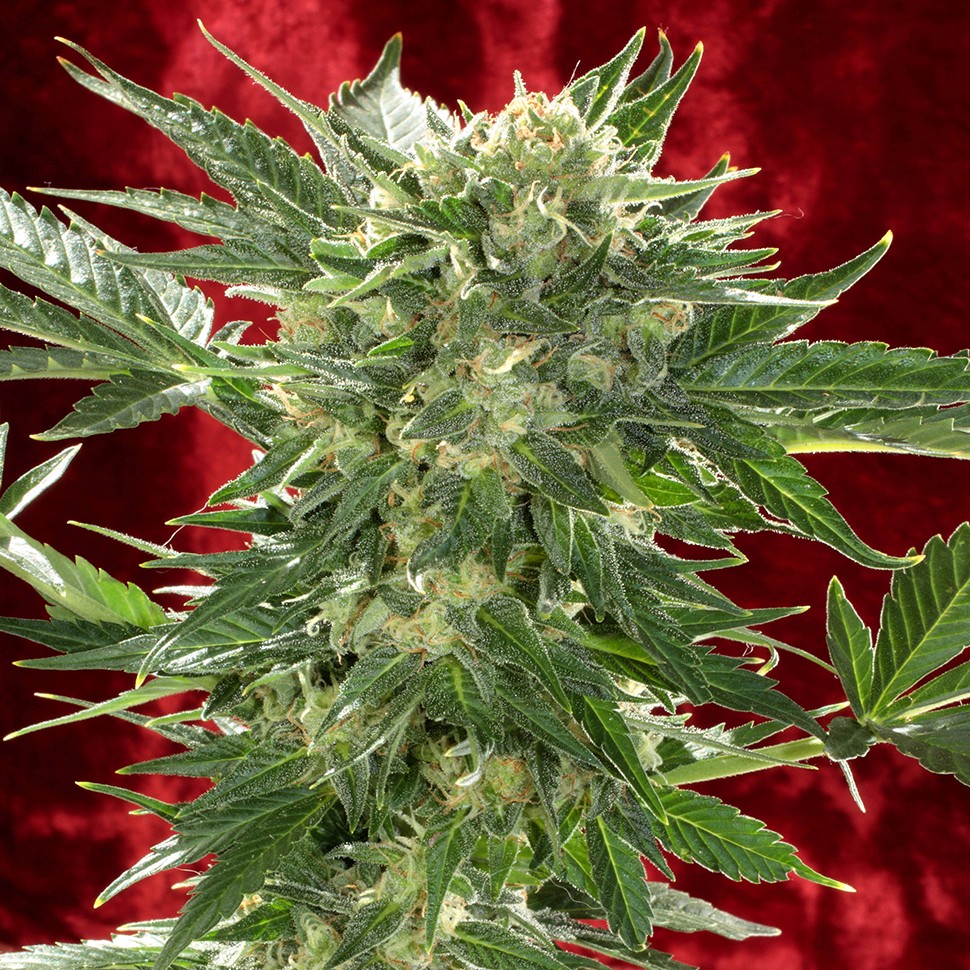 Семена марихуаны  Auto White Russian XXL feminised Ganja Seeds