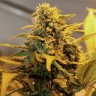 продажа семян конопли Great White Russian feminised