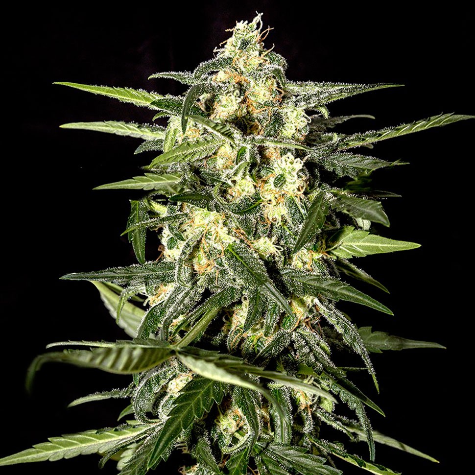 Семена  Auto Kronos feminised GanjaVIP Seeds