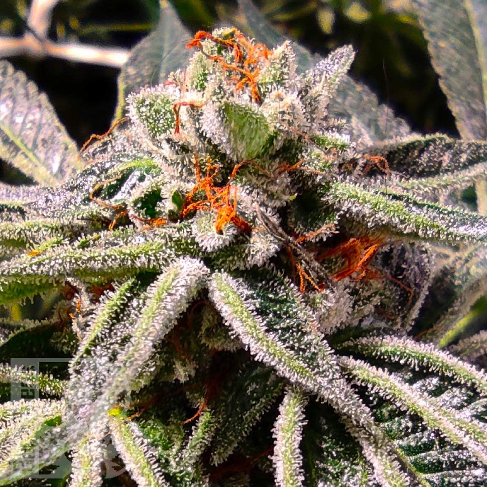 Семена конопли  Auto Tropicana Cookies feminised Ganja Seeds