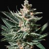 Семена конопли  Auto Tropicana Cookies feminised Ganja Seeds