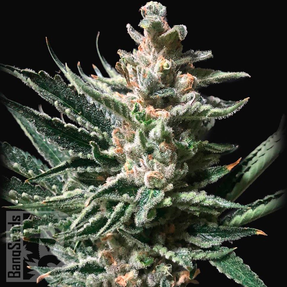 Семена конопли  Auto Tropicana Cookies feminised Ganja Seeds