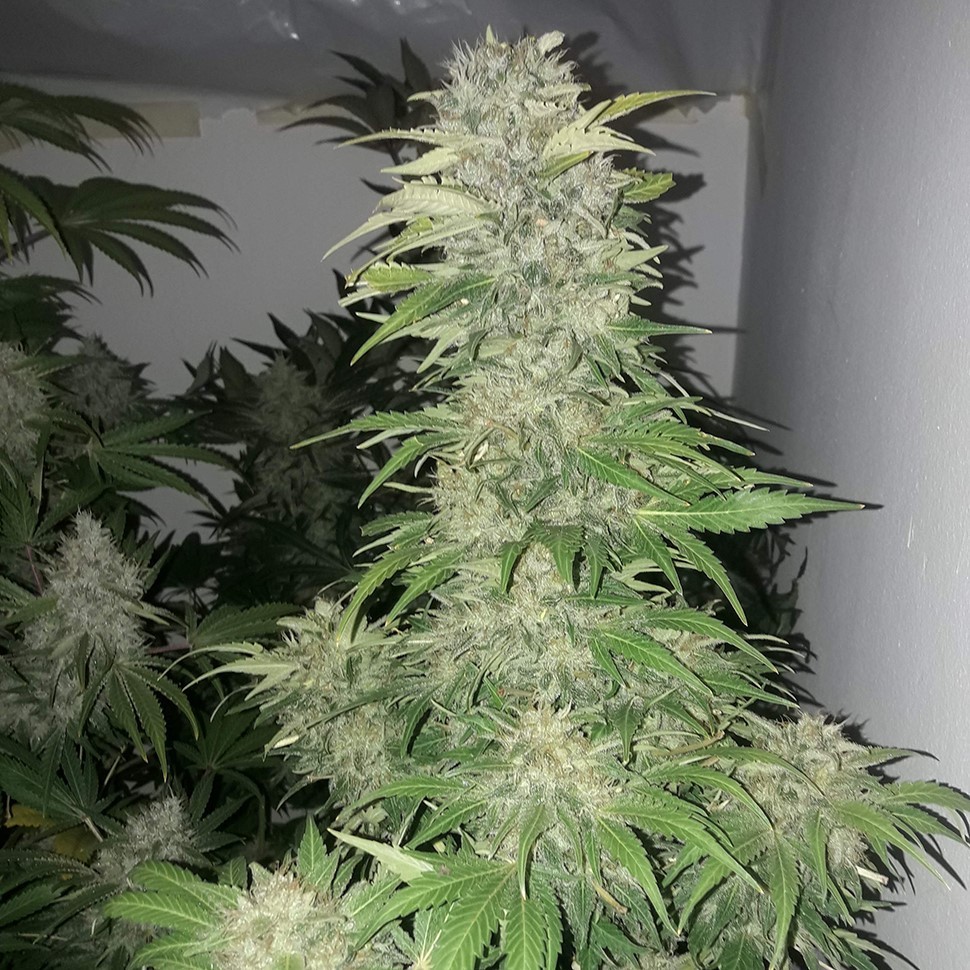 Семена каннабиса  Mataro Blue regular Ganja Seeds