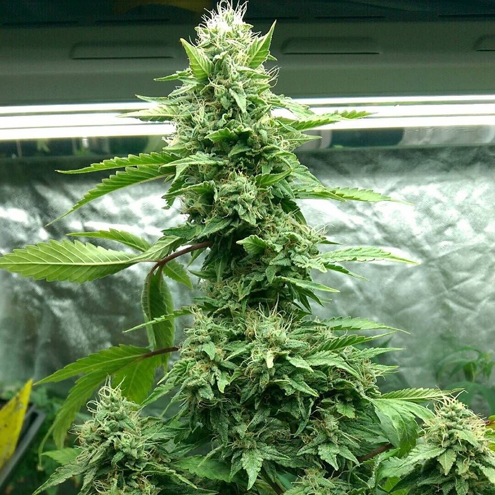 Семена конопли  Pakistan Valley feminised Ganja Seeds