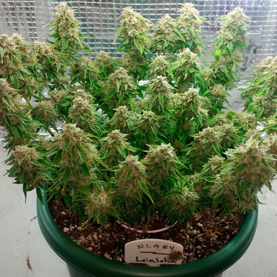 Семена ганжа  Auto Magik feminised GanjaVIP Seeds