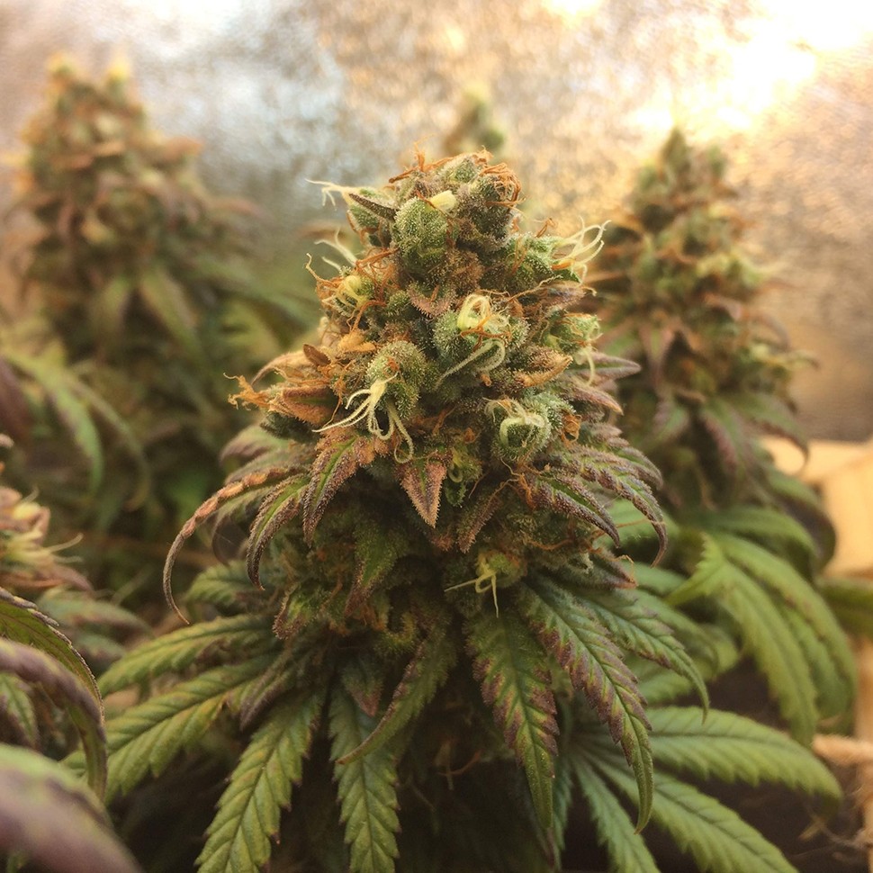 Семена конопли  Auto Jack Herer feminised Neuro Seeds