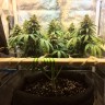 купить мощные семена конопли Auto Jack Herer feminised