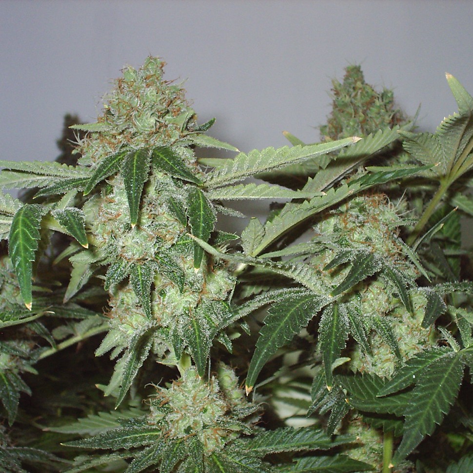 Семена ганжа  Big Chuy feminised Bang Seeds