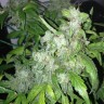 Семена ганжа  Big Chuy feminised Bang Seeds